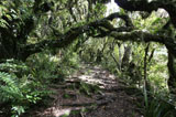 Lush rainforest at Mount Taranaki, Egmont National Park, New Zealand photo calendar august 2009