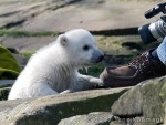 Knut - Polar Bear Baby 2007