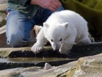 Knut 02