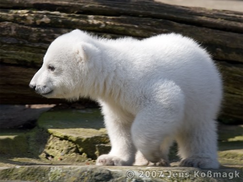 Knut 25 | Knut - Polar Bear Baby 2007 | JeKoPhoto