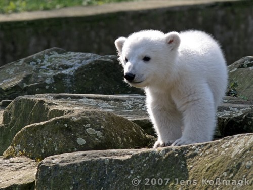 Knut 21 | Knut - Polar Bear Baby 2007 | JeKoPhoto